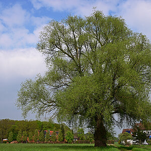 Z8A_0657t5l5fks40p1.jpg