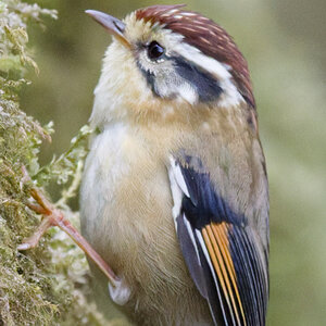 2025-04-09 009 Rufous-winged Fulvetta_DxO.jpg