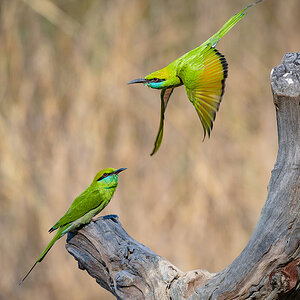 2025-04-14 047 Asian Green Bee-eaters.jpg