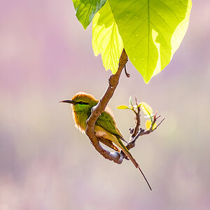 2025-04-14 014 Asian Green Bee-eater.jpg