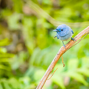2025-04-14 021 Black-naped Monarch.jpg