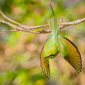 2025-04-14 034 Asian Green Bee-eater in Flight.jpg