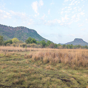 2025-04-14 005 Bandhavgarh Tiger Reserve.jpg