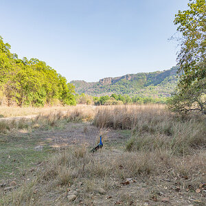 2025-04-14 084 Bandhavgarh Landscape.jpg