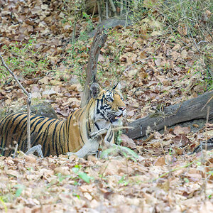2025-04-14 088 Tiger.jpg