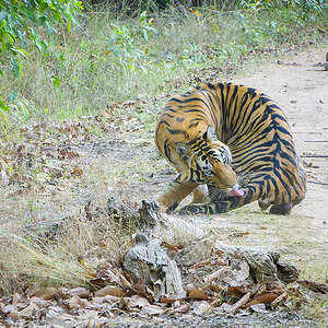 2025-04-14 091 Tiger.jpg