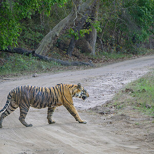 2025-04-14 095 Tiger.jpg