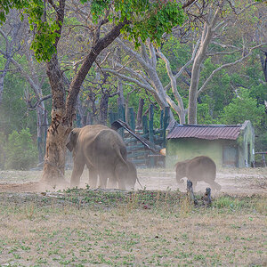 2025-04-14 109 Elephants.jpg