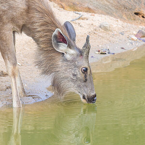 2025-04-15 015 Sambar Deer Drinking.jpg