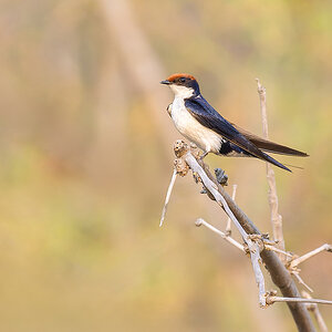 2025-04-15 017 Wire-tailed Swallow.jpg