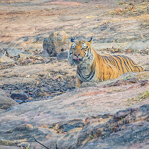 2025-04-15 023 Tiger.jpg