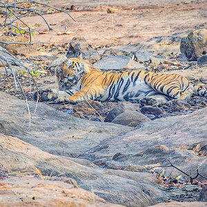 2025-04-15 026 Tiger.jpg