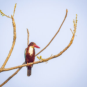 2025-04-15 030 White-throated Kingfisher.jpg