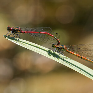 N5015645nikon.jpg