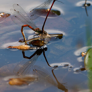 N5015643nikon.jpg