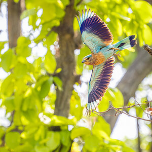 2025-04-15 048 Indian Roller in Flight.jpg