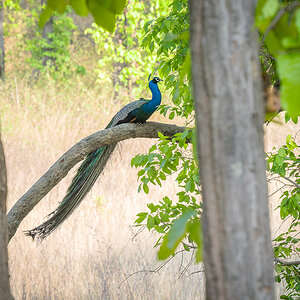 2025-04-15 067 Peacock.jpg