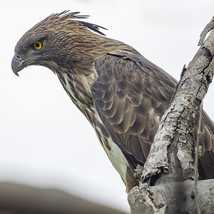 2025-04-15 073 Changeable Hawk-eagle.jpg