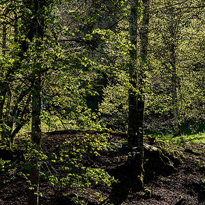 Wald.jpg