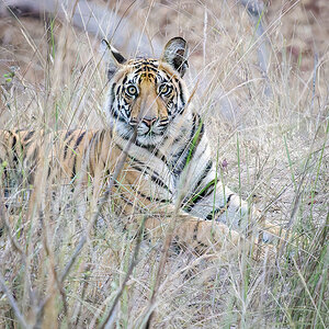 2025-04-16 007 Tiger.jpg
