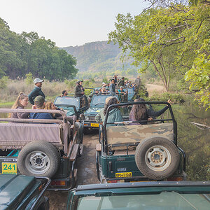 2025-04-16 015 Tiger Hunters.jpg