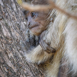 2025-04-16 041 Baby Grey Langur.jpg