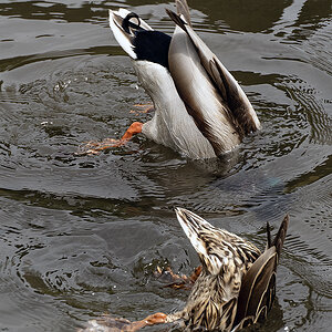 DSC01276 Kopie.jpg