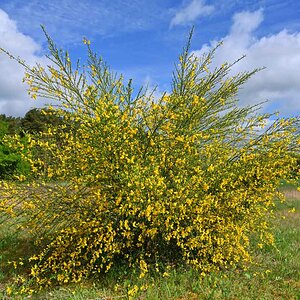 Ginsterblüte 1.jpg