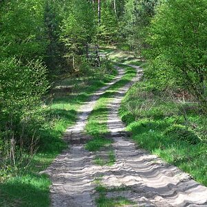 Heideweg im Frühling.jpg