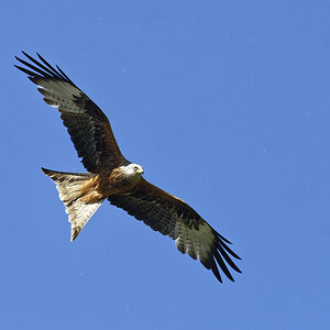 _D729944_DXO.jpg