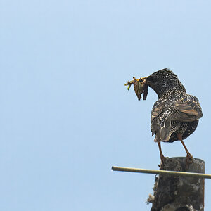 _U024217-rawdenoise-sharpen-crop-1200x800.jpeg