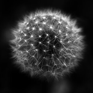 Pusteblume 2 BW_1.jpg