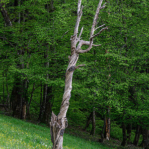 Baum.jpg