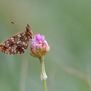 N5055757nikon.jpg