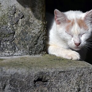 guadeloupe_katze.jpg