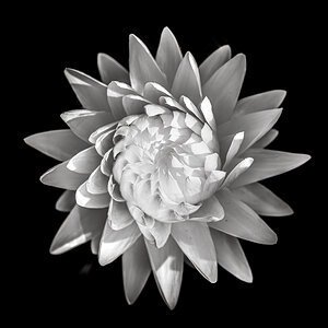 Strohblume