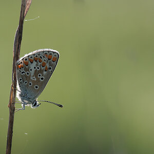 N5065935nikon.jpg