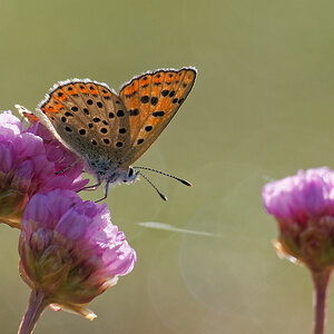 N5065933nikon.jpg
