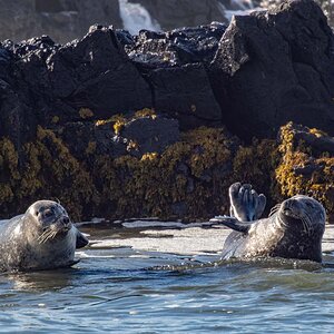 2022-08-18 13 Seals.jpg
