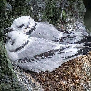 2022-08-19 06 Black-legged Kittiwakes.jpg
