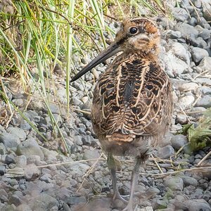 2022-08-26 04 Common Snipe.jpg
