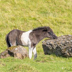 2022-08-27 07 Iceland Pony.jpg