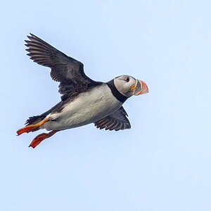 2022-08-28 34 Puffin in Flight.jpg