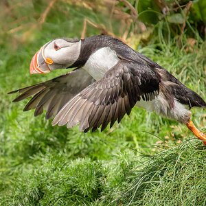 2022-08-28 63 Puffin in Flight.jpg