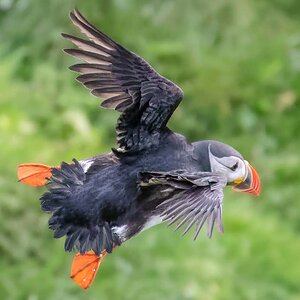 2022-08-29 19 Atlantic Puffin in Flight.jpg