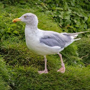 2022-08-29 27 European Herring Gull.jpg
