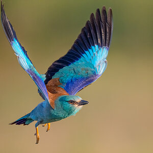 BlueRoller_Web-3.jpg