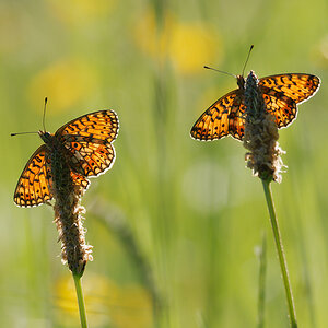 N5167519nikon-1.jpg