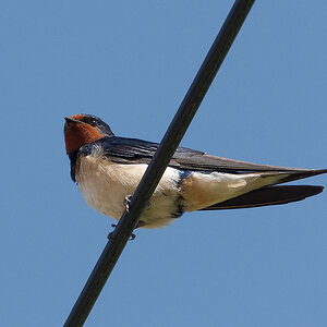 N5157368nikon.jpg