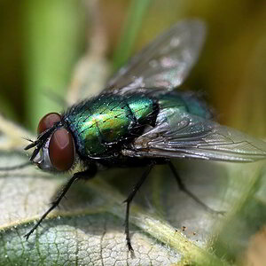 Eudasyphora cyanicolor_01.JPG